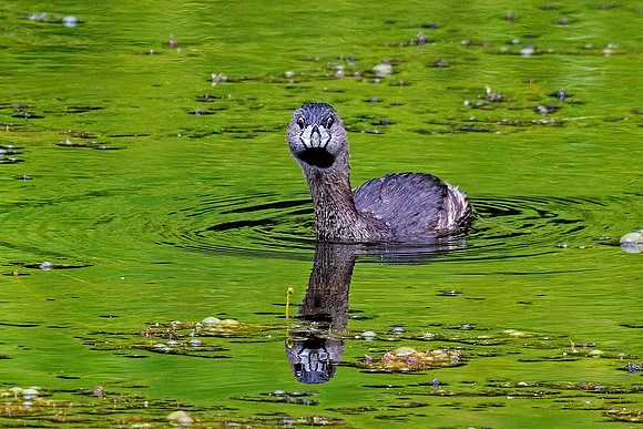 Pied-billed Grebe spotting the photographer.