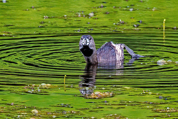 Pied-billed Grebe - mating behavior.