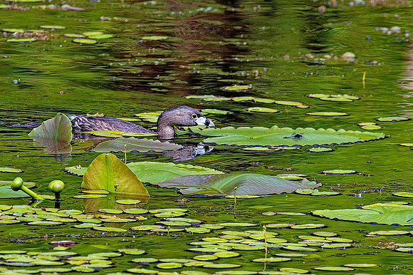 Pied-billed Grebe