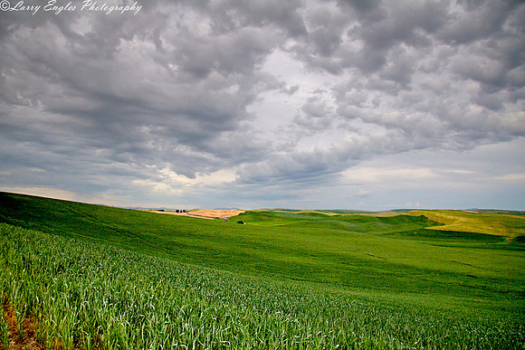Palouse patterns