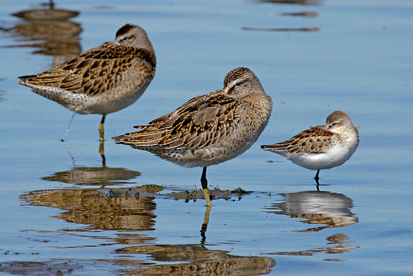 Dowitchers
