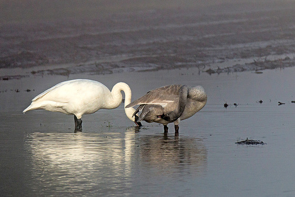 Trumpeter Swans and cignet