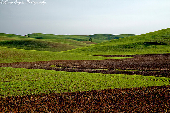 Palouse patterns