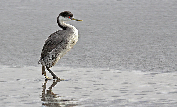 Standing and surveying the beach