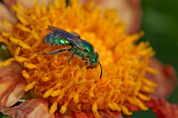 Incredibly colorful little guys.