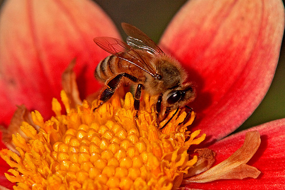 Note the proboscis.