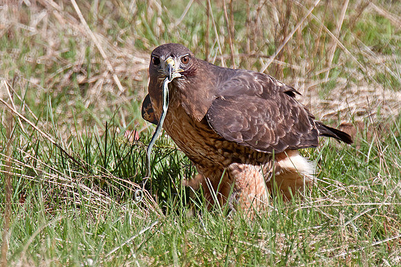 And the prey.