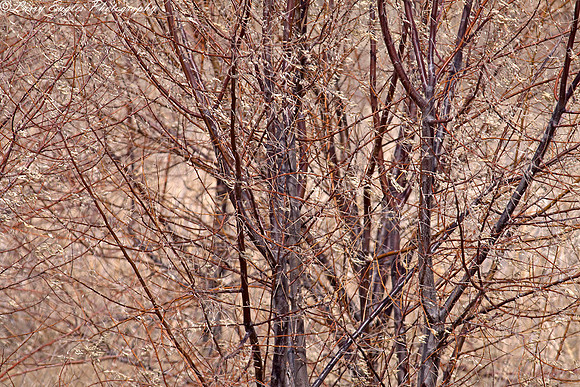 Tree patterns