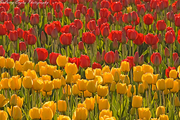 Week of April 26, 2009