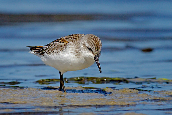 Sandpiper