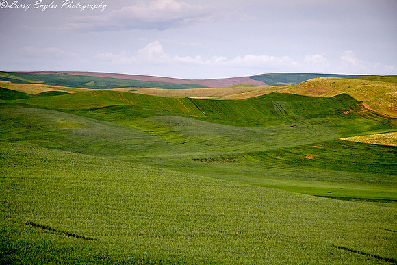 Palouse patterns