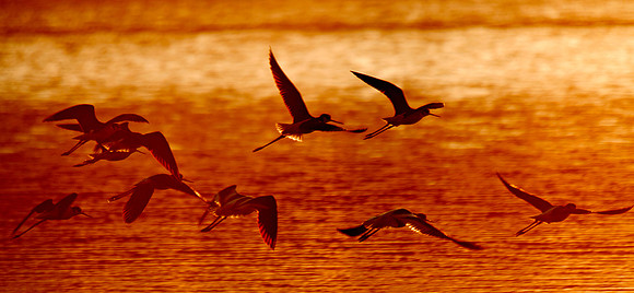 Sunset silhouettes