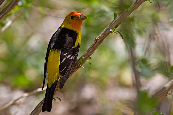 Western Tanager