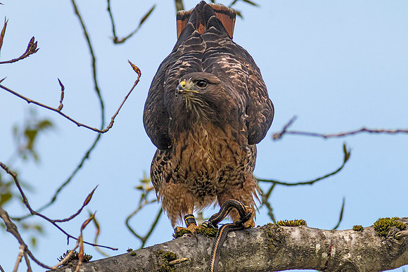 Red-tailed Hawk with snake