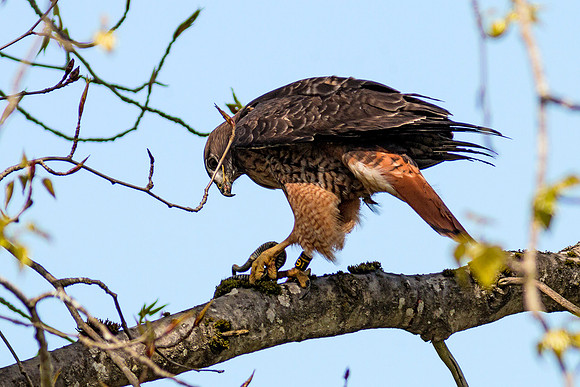 Red-tailed Hawk with snake