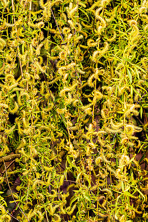 Detail from tree
