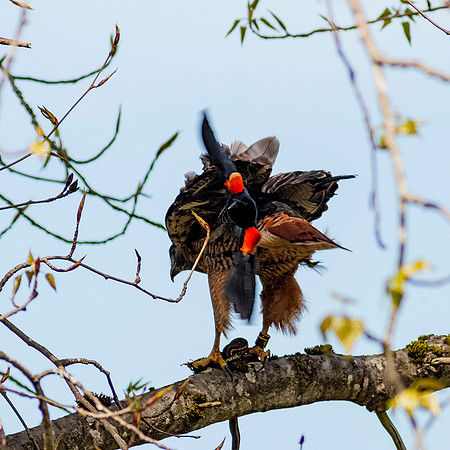 Red-tailed Hawk with snake