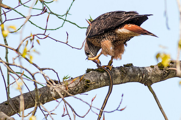 Red-tailed Hawk with snake