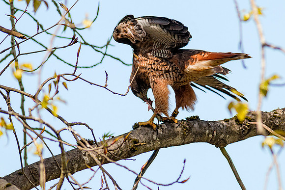 Red-tailed Hawk with snake