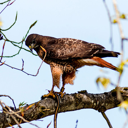 Red-tailed Hawk with snake