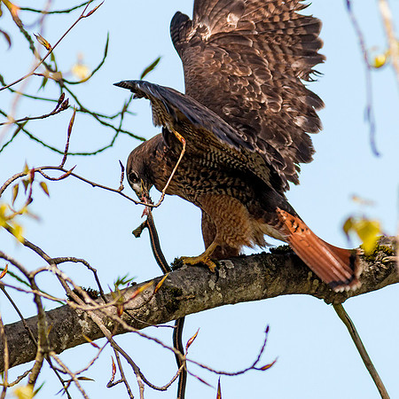 Red-tailed Hawk with snake