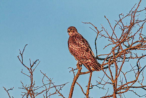 Red-tailed Hawk at sunset.