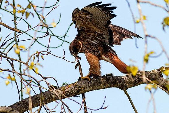 Red-tailed Hawk with snake