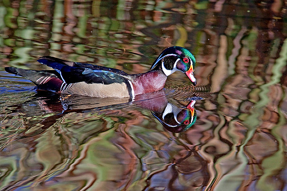 Find the duck!