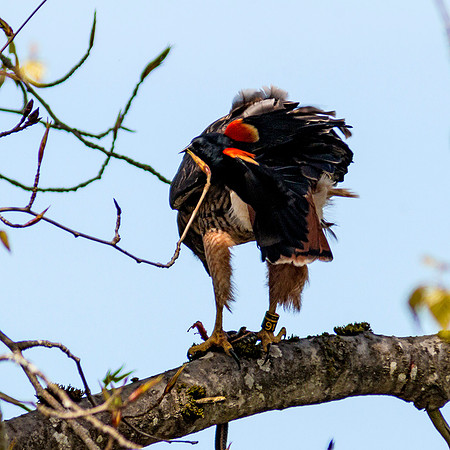 Red-tailed Hawk with snake