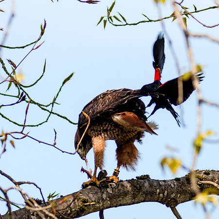 Red-tailed Hawk with snake