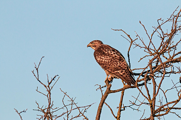Red-tailed Hawk at sunset.