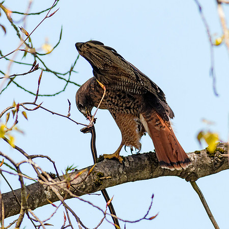 Red-tailed Hawk with snake
