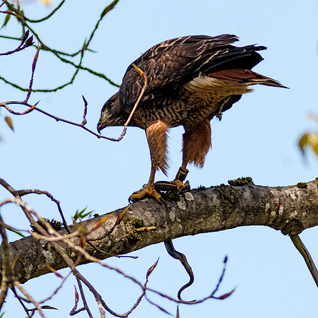 Red-tailed Hawk with snake