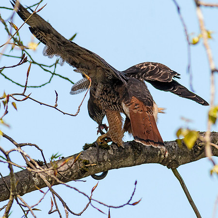 Red-tailed Hawk with snake