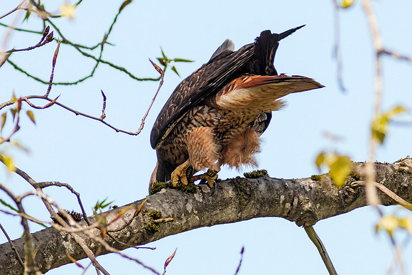 Red-tailed Hawk with snake