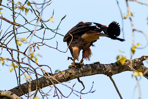 Red-tailed Hawk with snake