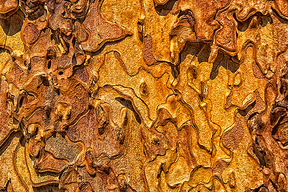 Bark of a Ponderosa Pine