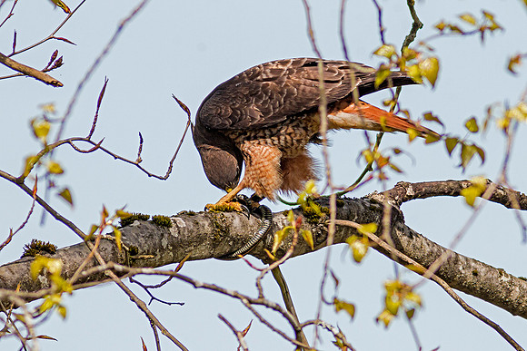 Red-tailed Hawk with snake