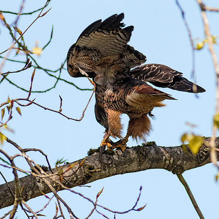 Red-tailed Hawk with snake