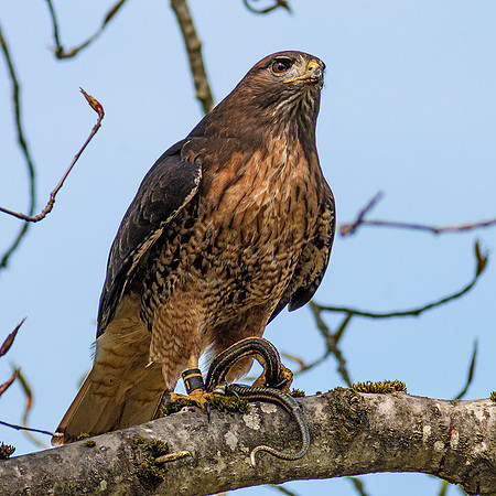 Red-tailed Hawk with snake