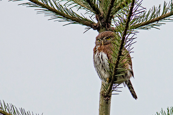 Northern Pygmy-Owl
