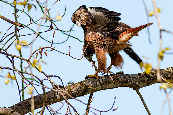Red-tailed Hawk with snake