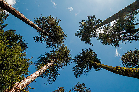 Ponderosa Pines