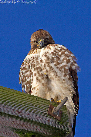 The down stare