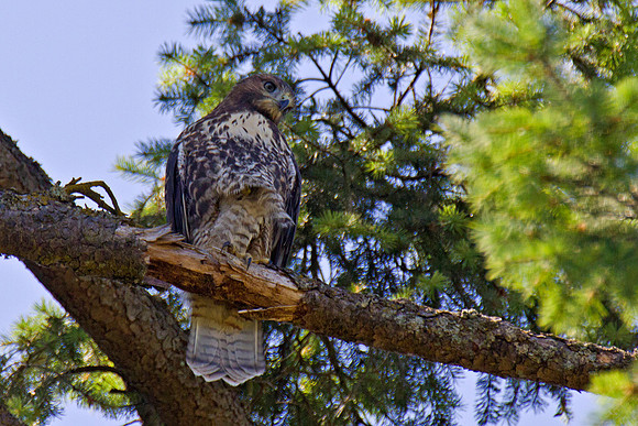 Red-tailed Hawk