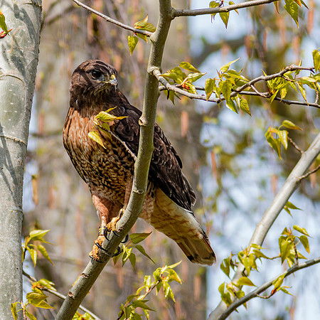 Red-tailed Hawk
