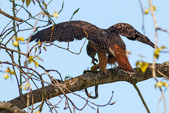 Red-tailed Hawk with snake