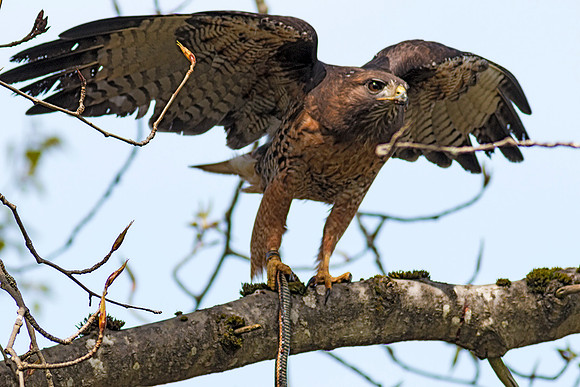 Red-tailed Hawk with snake